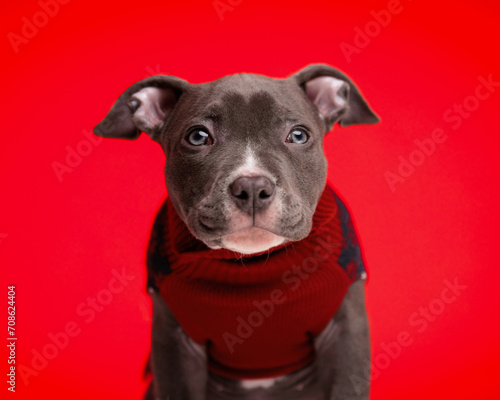 beautiful american bully dog wearing red christmas sweather