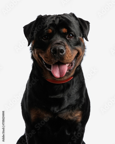 cutout picture of adorable rottweiler panting with tongue outside