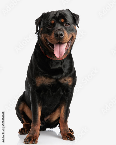 happy rottweiler puppy looking forward and sticking out tongue