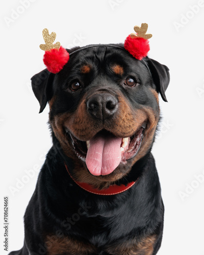 happy rottweiler dog with red tassels headband looking up and panting