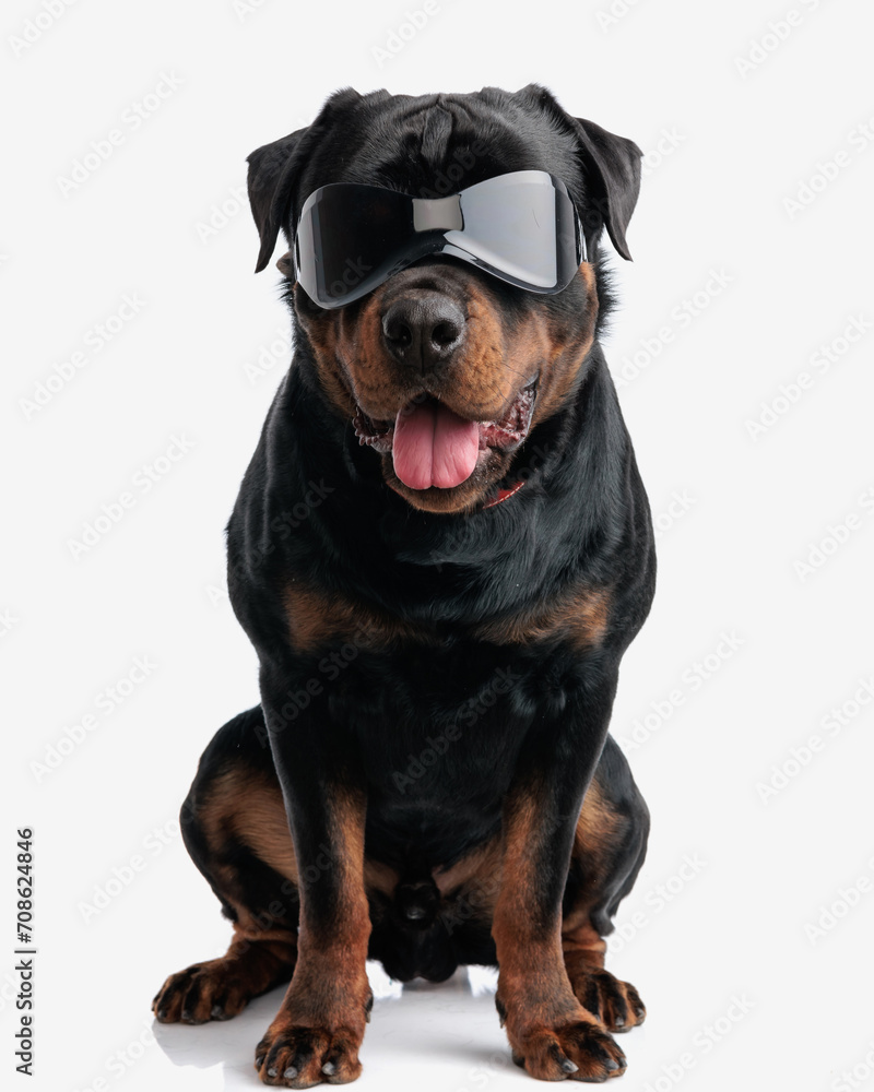 cool fashion rottweiler dog with sunglasses panting with tongue exposed