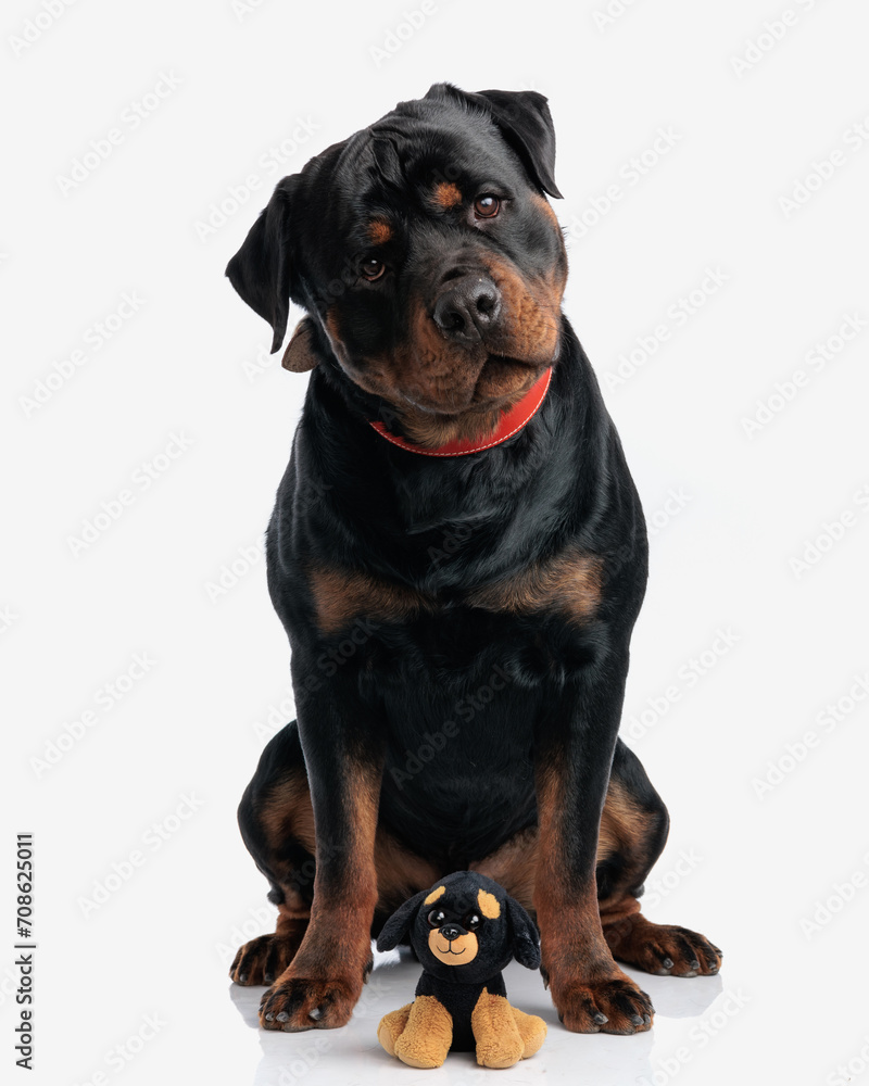 Fototapeta premium curious rottweiler puppy looks at the camera while sitting neat it's plush toy version