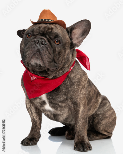 Fototapeta Naklejka Na Ścianę i Meble -  cute french bulldog puppy wearing red bandana and cowboy hat