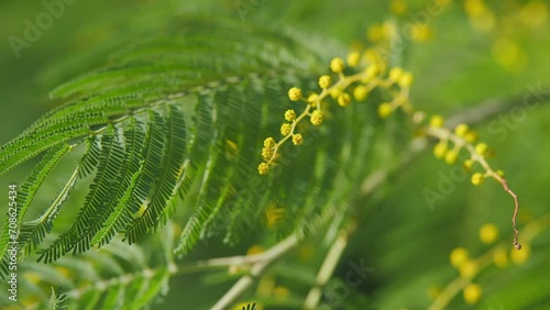 Spring Is Coming. Acacia Dealbata Or Mimosa Tree Is A Symbol Of Happy Womens Day. 8 March Women Day. Still. photo