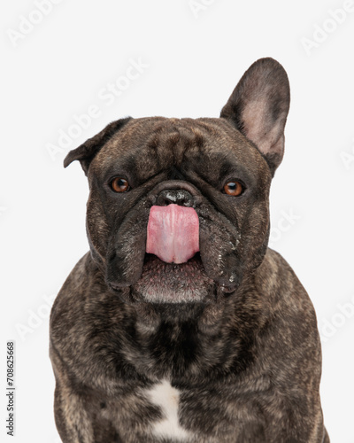 adorable french bulldog dog looking forward and licking nose © Viorel Sima