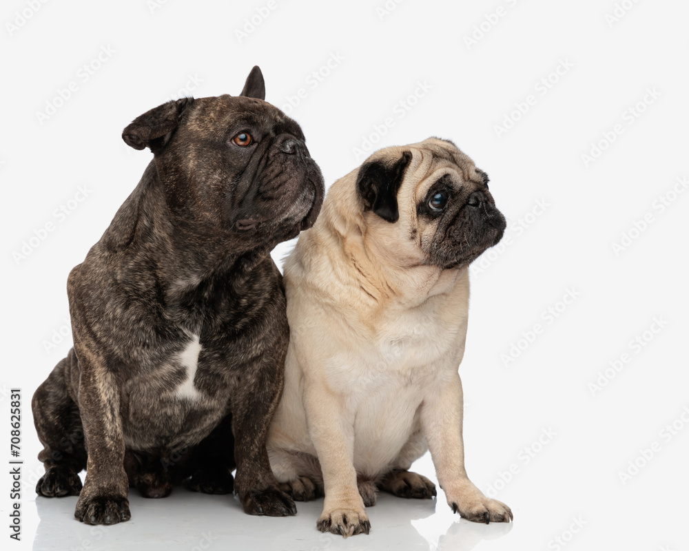 two little dogs, french bulldog and pug looking to side and sitting