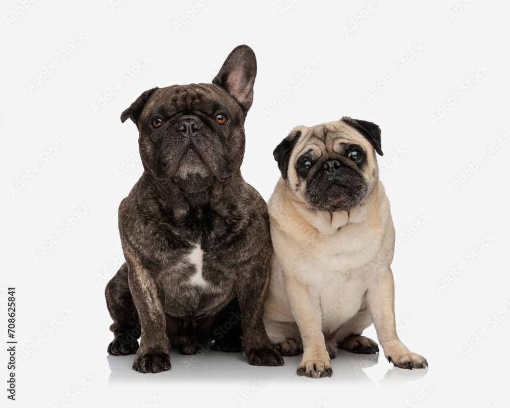 beautiful couple of frenchie and mops puppies sitting and looking forward