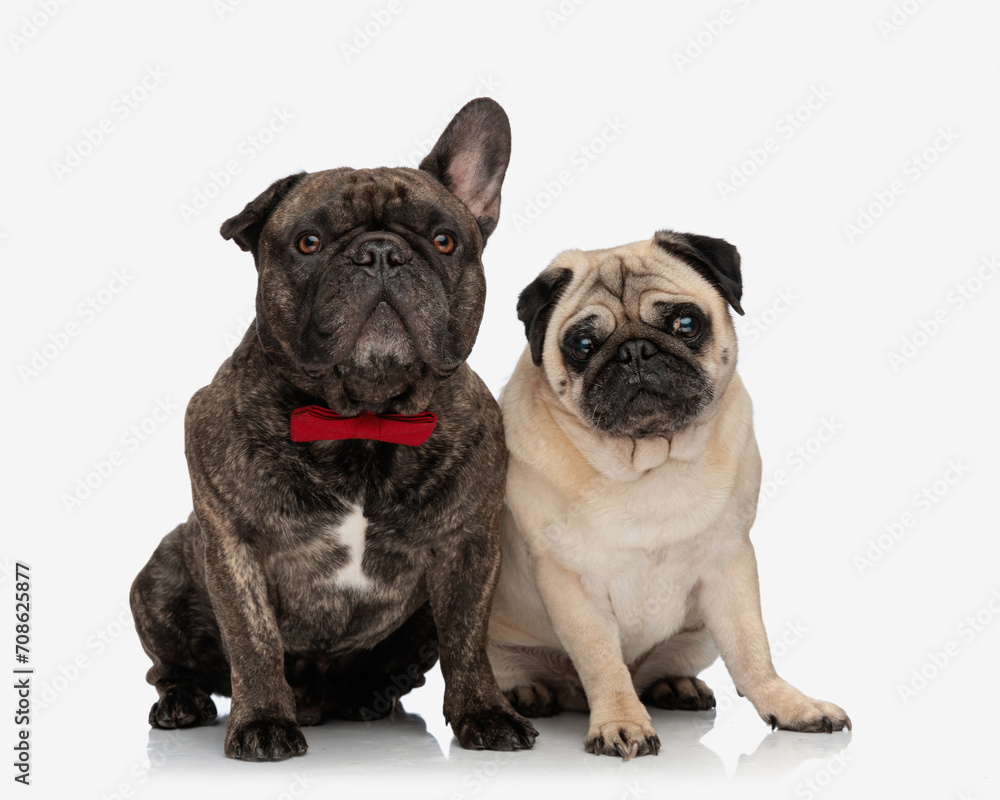 elegant french bulldog puppy with red bowtie sitting next to his shy friend