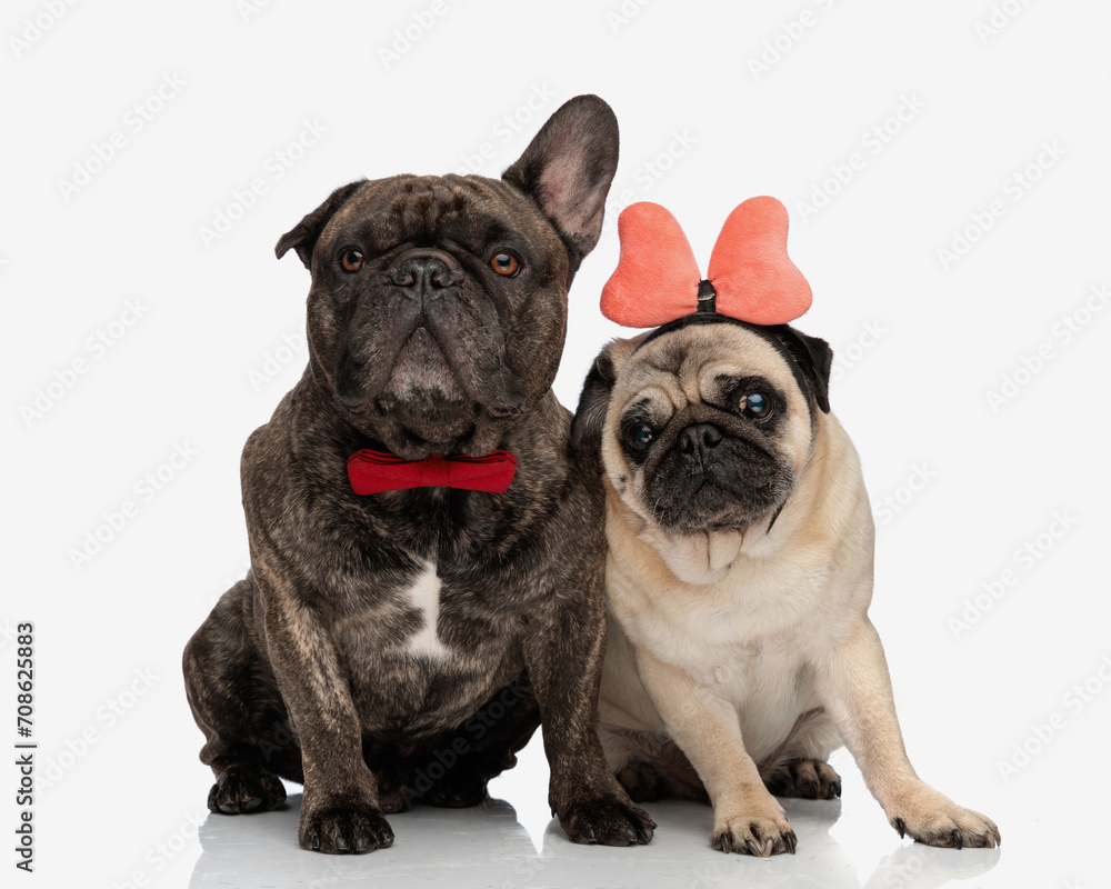 cute two puppies wearing bowtie and bow headband sitting and looking forward