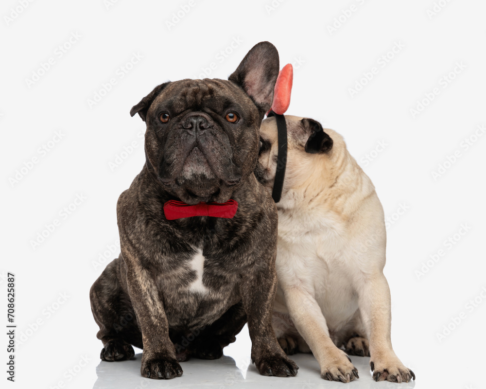 Obraz premium timid little pug looking to side and smelling his lover french bulldog puppy