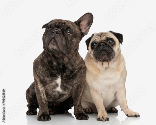 curious two puppies looking up and sitting in front of white background