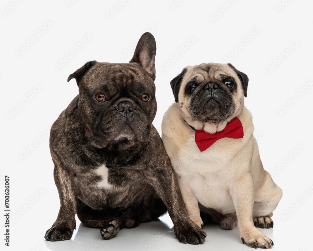 adorable couple of french bulldog and pug looking forward and sitting