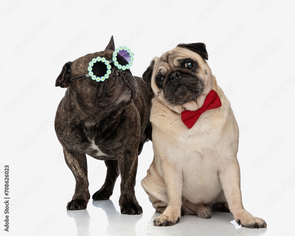 cool couple of two puppies with sunglasses and red bowtie posing