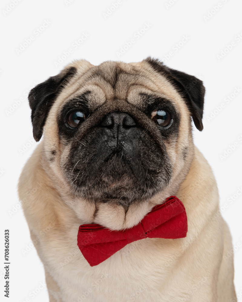 portrait of elegant young pug puppy wearing red bowtie and looking forward