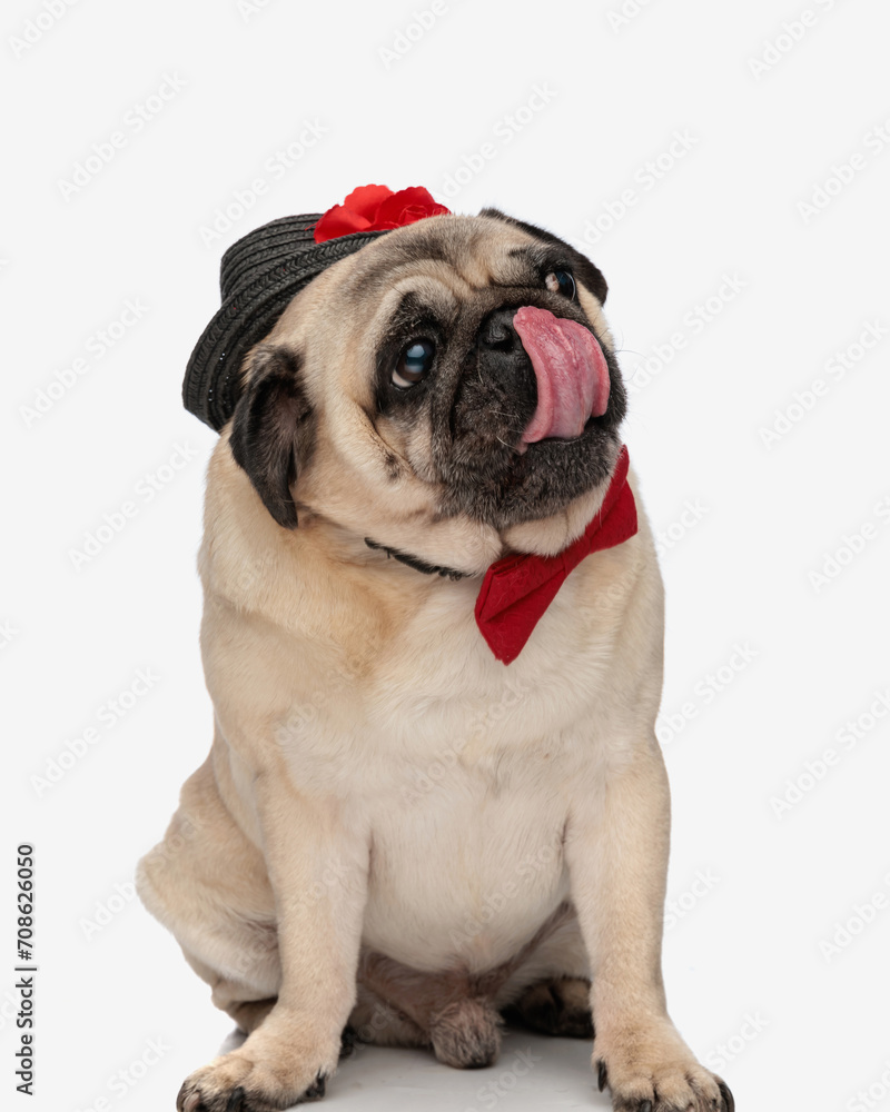 greedy pug dog with hat and red bowtie looking to side and licking nose