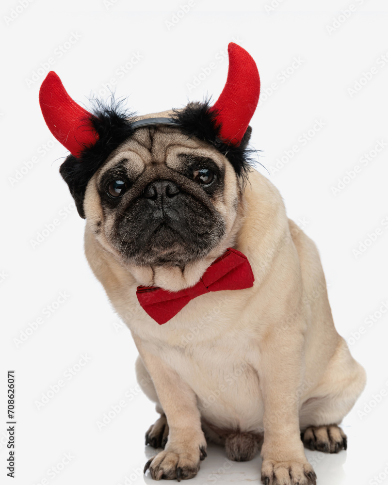 funny small pug dog with red bowtie wearing devil horns headband and sitting