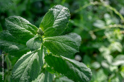 Close up of fresh mint leaves in the garden. Selective focus.