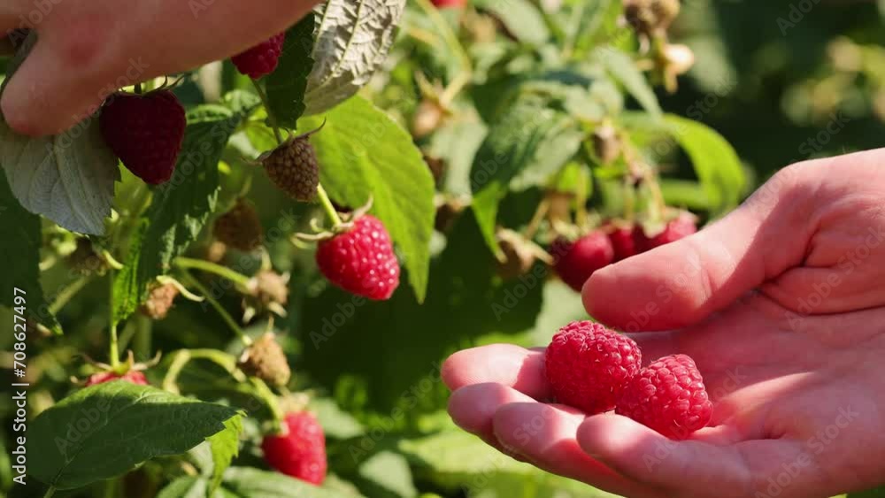 Man holding ripe juicy raspberries, closeup. Berries in the hand. Harvesting concept. Man holding ripe juicy raspberries, closeup. Berries in the hand. Harvesting concept.