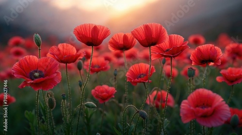 Poppies Spring field  red color wild flowers  closeup view