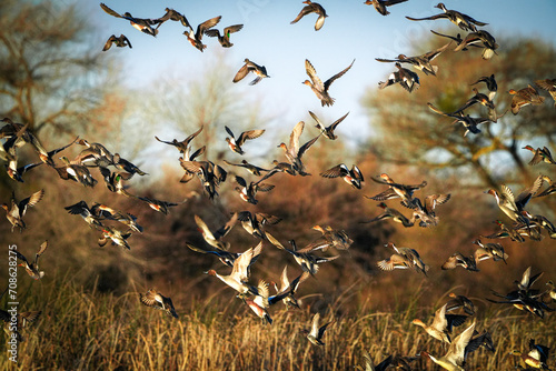 Obraz na plátně Flock of ducks