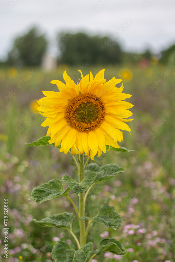 Fototapeta premium Sonnenblume