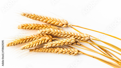 Golden harvest vibes. Bunches of wheat ears isolated on a white background. Ideal for packaging design or conveying wholesome, farm fresh goodness.