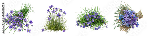 Blue-Eyed Grass Flower Pile Of Heap Of Piled Up Together  Hyperrealistic Highly Detailed Isolated On Transparent Background Png File photo