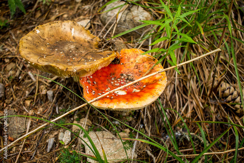 Amanita muscaria and Aspen mushrooms. Macro image of two magnificent mushrooms hiding in a foggy forest path and old, dried pine needles in the background. photo