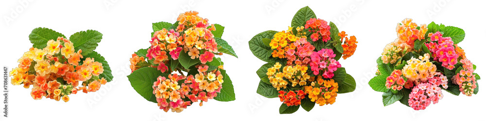 Lantana Flower Pile Of Heap Of Piled Up Together  Hyperrealistic Highly Detailed Isolated On Transparent Background Png File