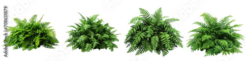 Leatherleaf Fern Flower Pile Of Heap Of Piled Up Together  Hyperrealistic Highly Detailed Isolated On Transparent Background Png File photo