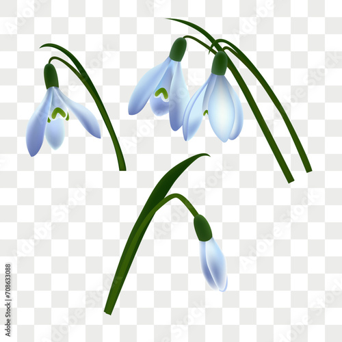 Spring background. snowdrops and green leaves.  Realistic drawing of spring flowers with stems and leaves, Eps 10
