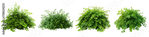 Maidenhair Fern Flower Pile Of Heap Of Piled Up Together  Hyperrealistic Highly Detailed Isolated On Transparent Background Png File