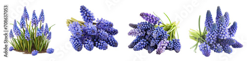 Muscari Flower Pile Of Heap Of Piled Up Together  Hyperrealistic Highly Detailed Isolated On Transparent Background Png File photo