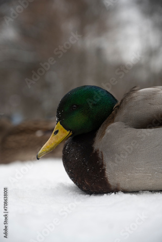 duck in the snow close up