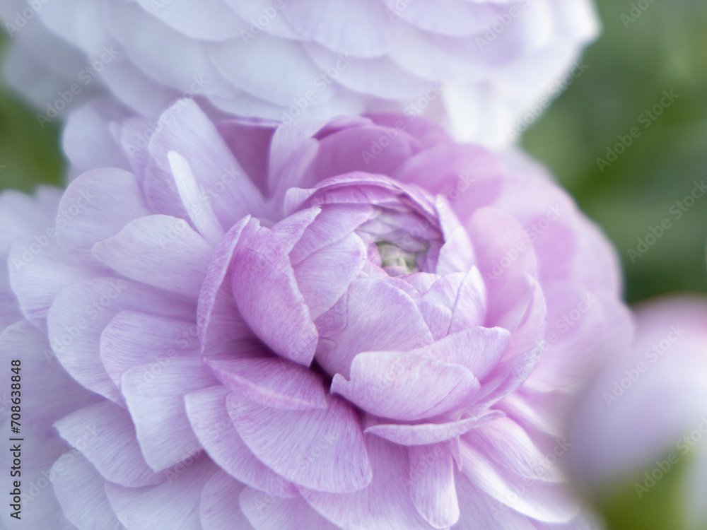 Obraz premium ranunculus lavender macro bud