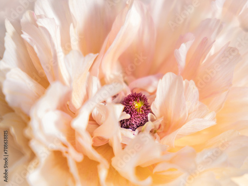 ranunculus elegance plage macro