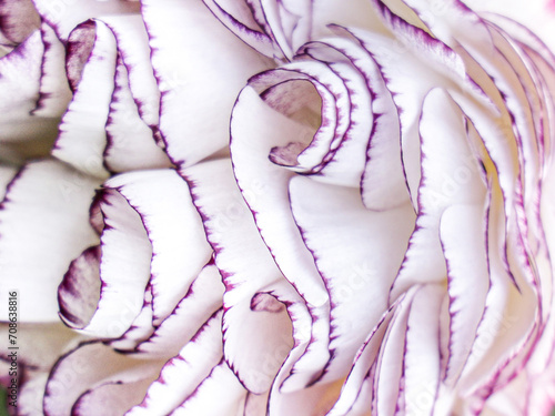 ranunculus elegance bianco striato macro photo