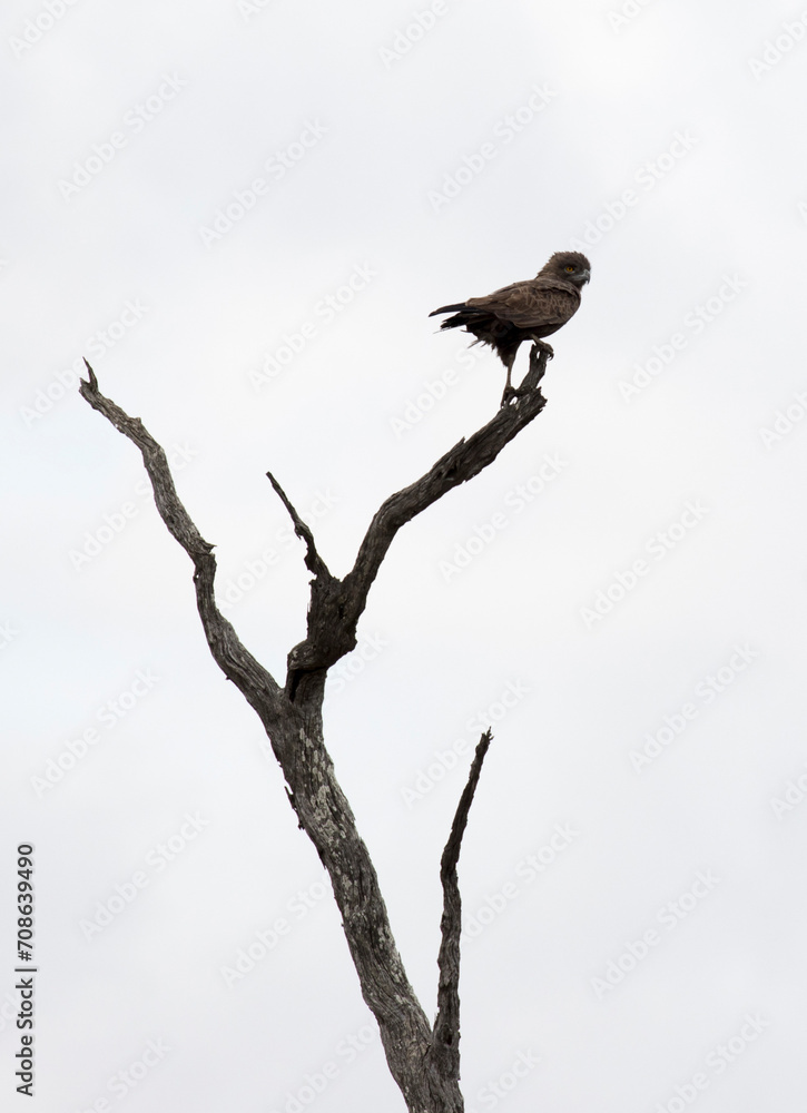Photo of a brown snake eagle on a tree Photo of a brown snake eagle on a tree