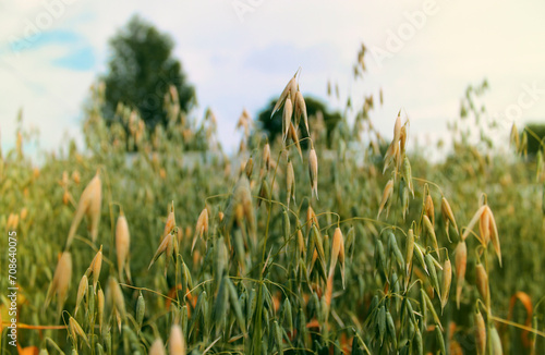 Harvest grass stalks in the field