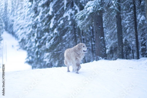 A dog  a Golden Retriever  walks in the woods in winter.