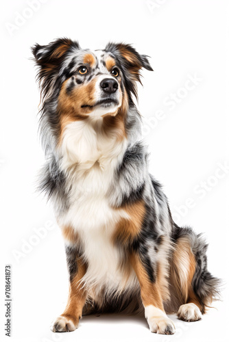 Australian Shepherd dog isolated on white background