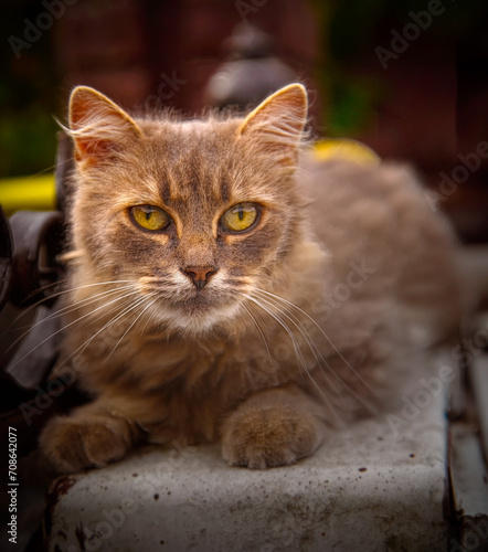 portrait of a cat © Munteanu