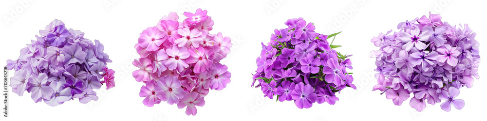 Phlox Flower Pile Of Heap Of Piled Up Together  Hyperrealistic Highly Detailed Isolated On Transparent Background Png File