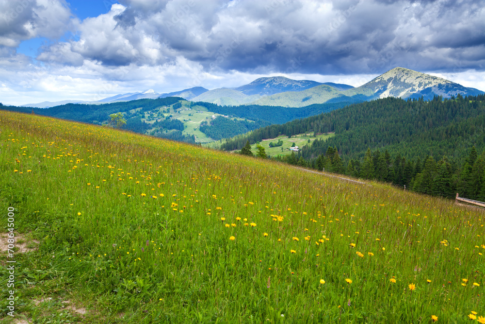 Bright green mountain meadow with yellow flowers, view on the mountains and dark cloudy sky. Ukraine, Carpathians.