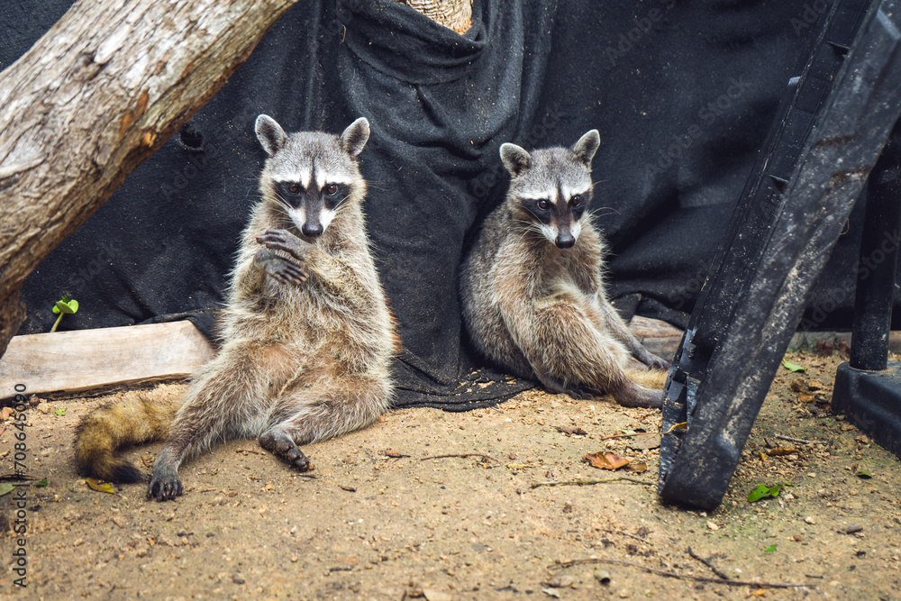 Obraz premium Wild racoon in El Corchito Ecological Reserve, Progreso, Mexico.