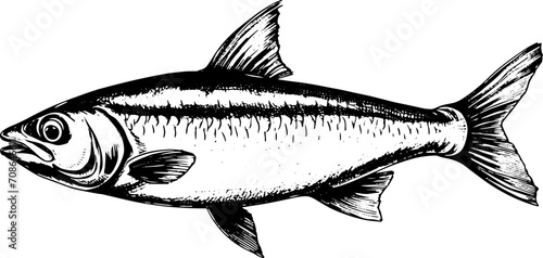 Herring in sketch style, EPS illustration. 