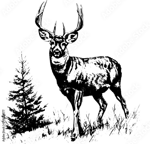 Deer in wood in sketch style, vector illustration.  © notannft