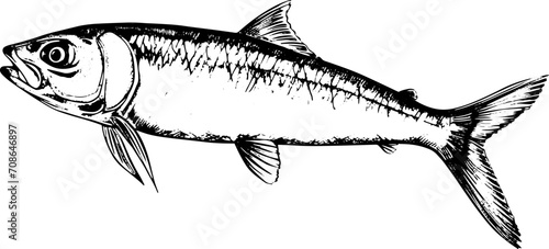 Sardine in hand drawn style, EPS illustration. 