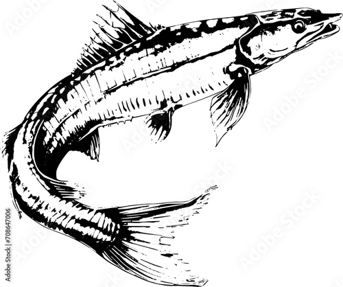 Sturgeon in sketch style , vector illustration. Design for logo, packaging , seafood premium restaurants , online delivery . 