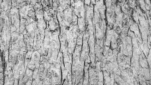 Pattern of dried light grey bark wood.Cracked wood texture big tree surface.Template for design.Abstract nature background.Beautiful pattern.Space for work.Banner.Wallpaper.Selective focus.